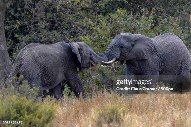 side view of two elephant walking on a grassy field - afrika afrika stock pictures, royalty-free photos & images