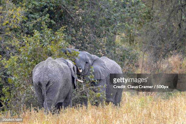 two african elephants walking on a african elephant - afrika afrika stock pictures, royalty-free photos & images