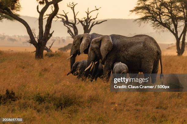 side shot of a young elephant that walks through a field with its mother - afrika afrika stock pictures, royalty-free photos & images