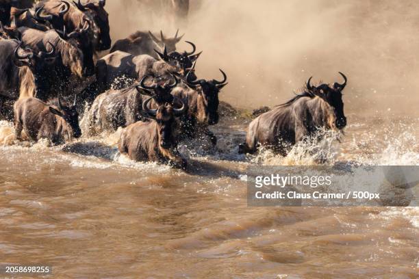 a buffalo racing in the water - afrika afrika stock pictures, royalty-free photos & images