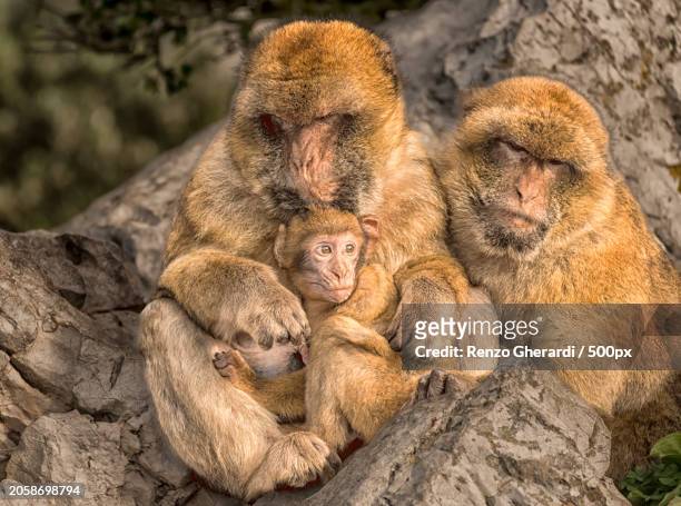 monkey family sitting on a rock - renzo gherardi stock pictures, royalty-free photos & images