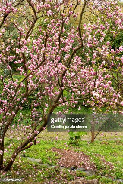 pink magnolia tree - buds stock pictures, royalty-free photos & images