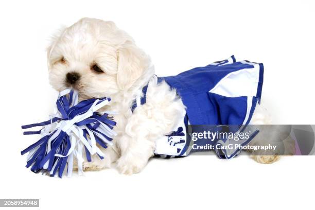 lhasa apso x shih tzu puppy in studio shoot - lhasa apso puppy stock pictures, royalty-free photos & images