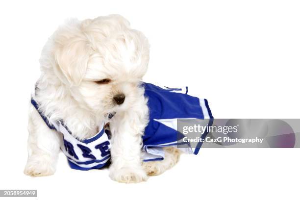 lhasa apso x shih tzu puppy in studio shoot - lhasa apso stock pictures, royalty-free photos & images