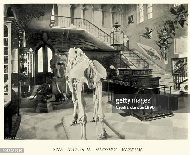 natural history museum, royal victoria hospital or netley hospital, nurse, victorian healthcare, 1890s, 19th century - 665409969 or 665409803 stock illustrations