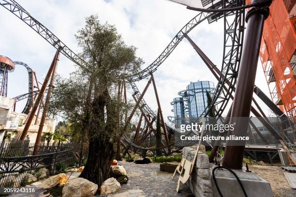 March 2024, Baden-Württemberg, Rust: Rails of the new "Voltron Nevera" roller coaster can be seen next to an 800-year-old olive tree at Euopa Park....
