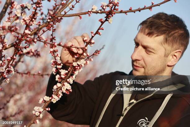 March 2024, Saxony-Anhalt, Sülzetal: Thomas Malik inspects the blossoms of an apricot tree. Apricot blossoms bloom at the Hornemann fruit farm in...