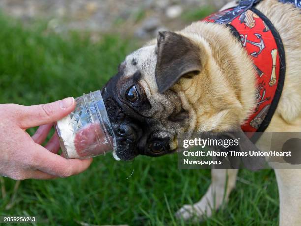 Maygin Rittinger of Albany feeds her pug Winston a whipped cream pie June Farms opens its weekly Dog Park Night on Thursday, May 13, 2021 in West...