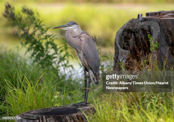 Great blue heron perches on a stump near a water hole at Colonie Golf and Country Club on Wednesday, July 28, 2021 in Voorheesville, N.Y.