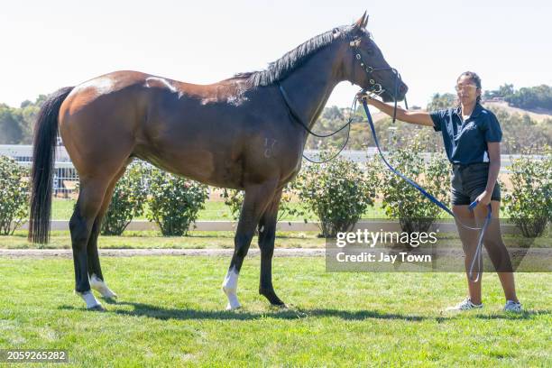 Toro De Carga in the Mounting Yard after winning the Carlton Draught Maiden Plate at Ararat Racecourse on March 08, 2024 in Ararat, Australia.