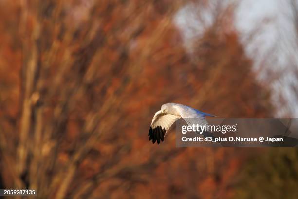 a beautiful northern harrier (circus cyaneus, family comprising hawks) returning to its nest in the evening.

at watarase retarding basin, tochigi, japan,
ramsar convention registered site.
photo by february 12, 2024. - 栃木県 stock pictures, royalty-free photos & images