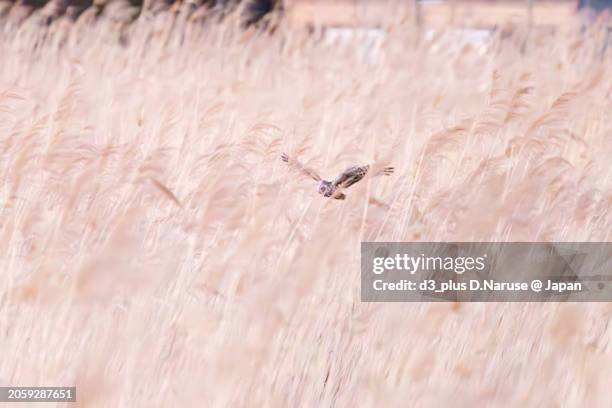 a beautiful northern harrier (circus cyaneus, family comprising hawks) returning to its nest in the evening.

at watarase retarding basin, tochigi, japan,
ramsar convention registered site.
photo by february 12, 2024. - 栃木県 stock-fotos und bilder