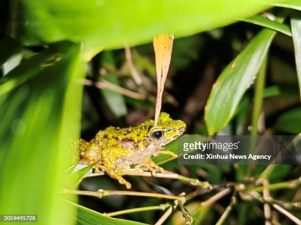This photo taken on Sept. 1, 2023 shows a new species of odorous frog, the Odorrana leishanensis, at the Leigong Mountain National Nature Reserve in...