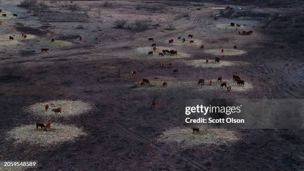 An aerial view shows cattle grazing on small islands of hay surrounded by pastureland burned by the Smokehouse Creek fire on March 04, 2024 near...