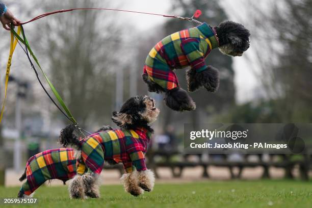 Owners arrive with their dogs including a leaping poodle on day two of the Crufts Dog Show at the National Exhibition Centre in Birmingham. Picture...