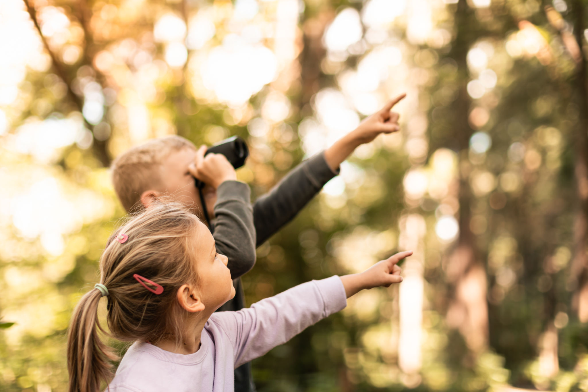 children forest