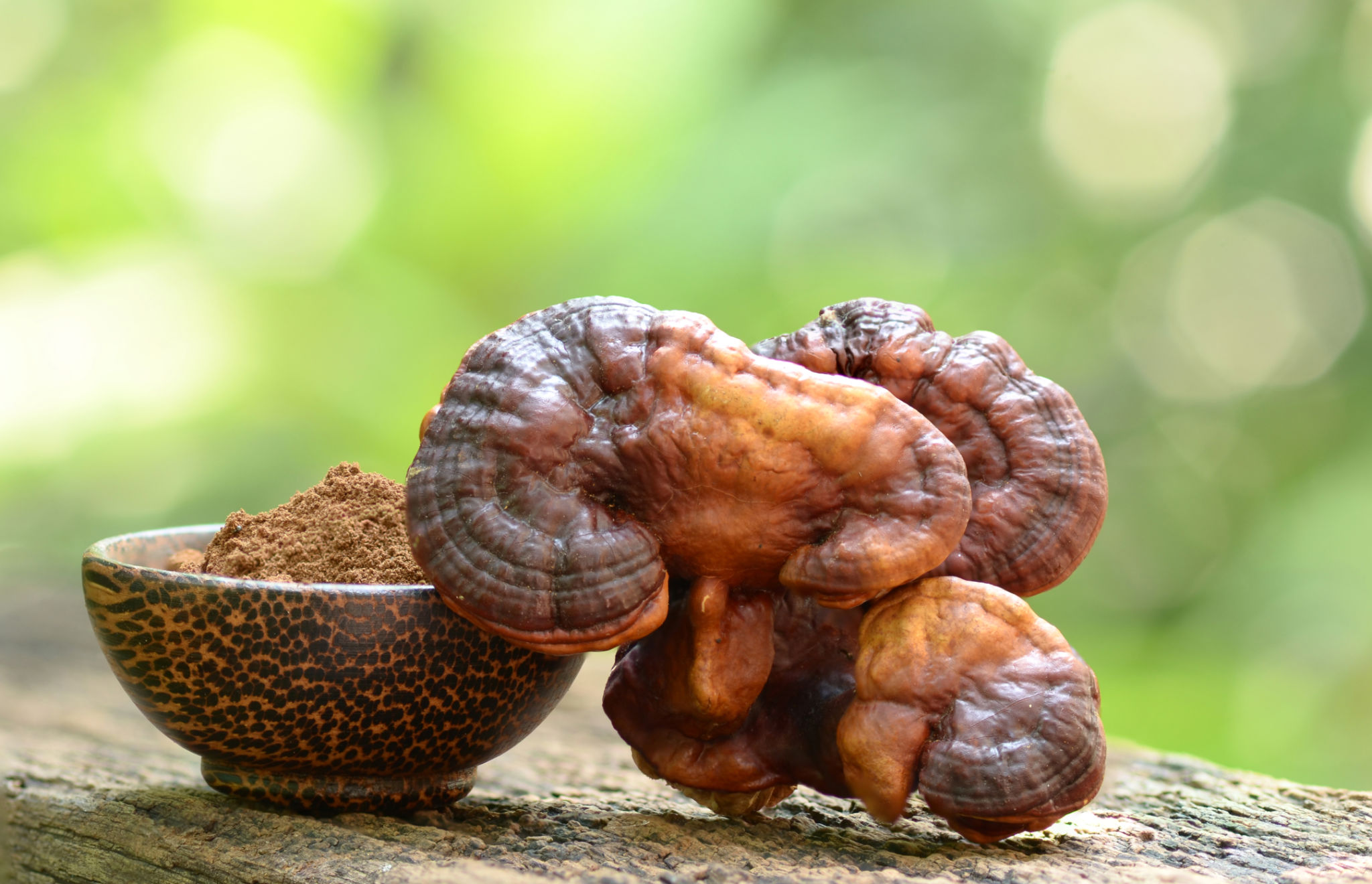 mushrooms wellness