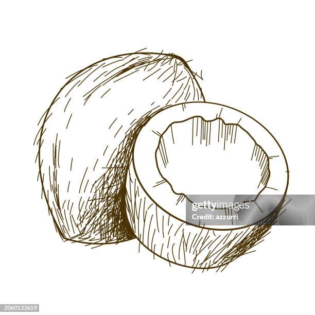 illustrazioni stock, clip art, cartoni animati e icone di tendenza di icona disegnata a mano del cocco - palma da cocco
