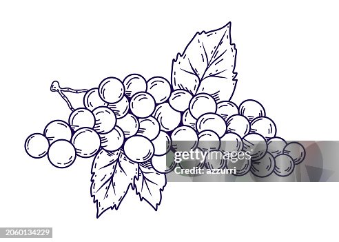 Grape Hand Drawn Icon Grape Hand Drawn Icon