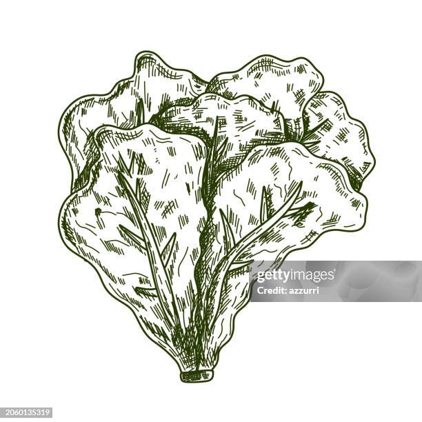 lettuce hand drawn icon - salad stock illustrations