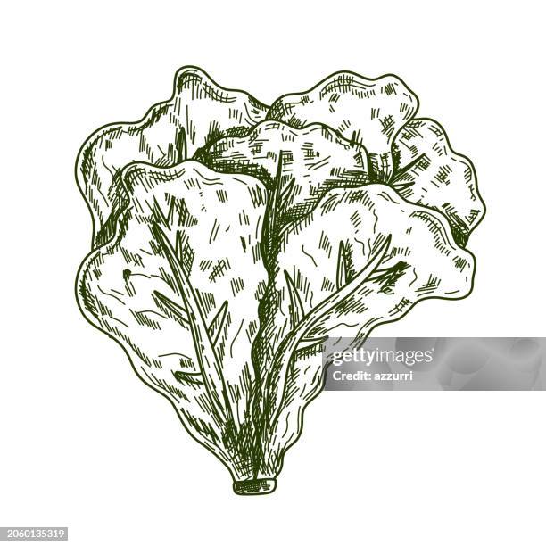 lettuce hand drawn icon - crucifers stock illustrations