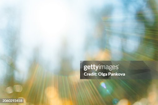 Blurred background with sun rays in the forest Blurred background with sun rays in the forest
