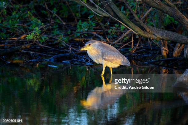 black-crowned night-heron (nycticorax nycticorax) - apopka stock pictures, royalty-free photos & images