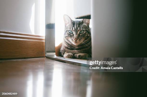 gato atigrado escondido debajo de sillón - debajo de 個照片及圖片檔