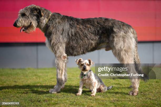 Dougal, a 10 year old Yorkshire Terrier and member of the ‘Good Citizen’ display team meets up with two year old Irish Wolfhound Killoughery...