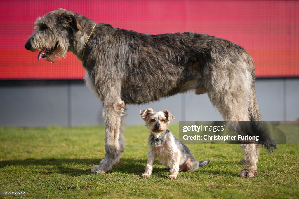 Launch Of Crufts 2024
