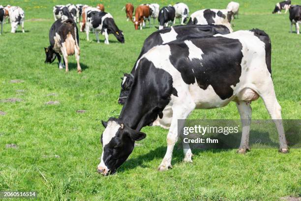 herd of grazing cows on the field - ko bildbanksfoton och bilder