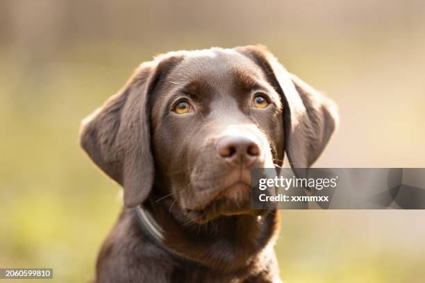 Pretty Labrador 9,486 Cute Labrador Puppy Stock Photos, High-Res Pictures, and Images ...