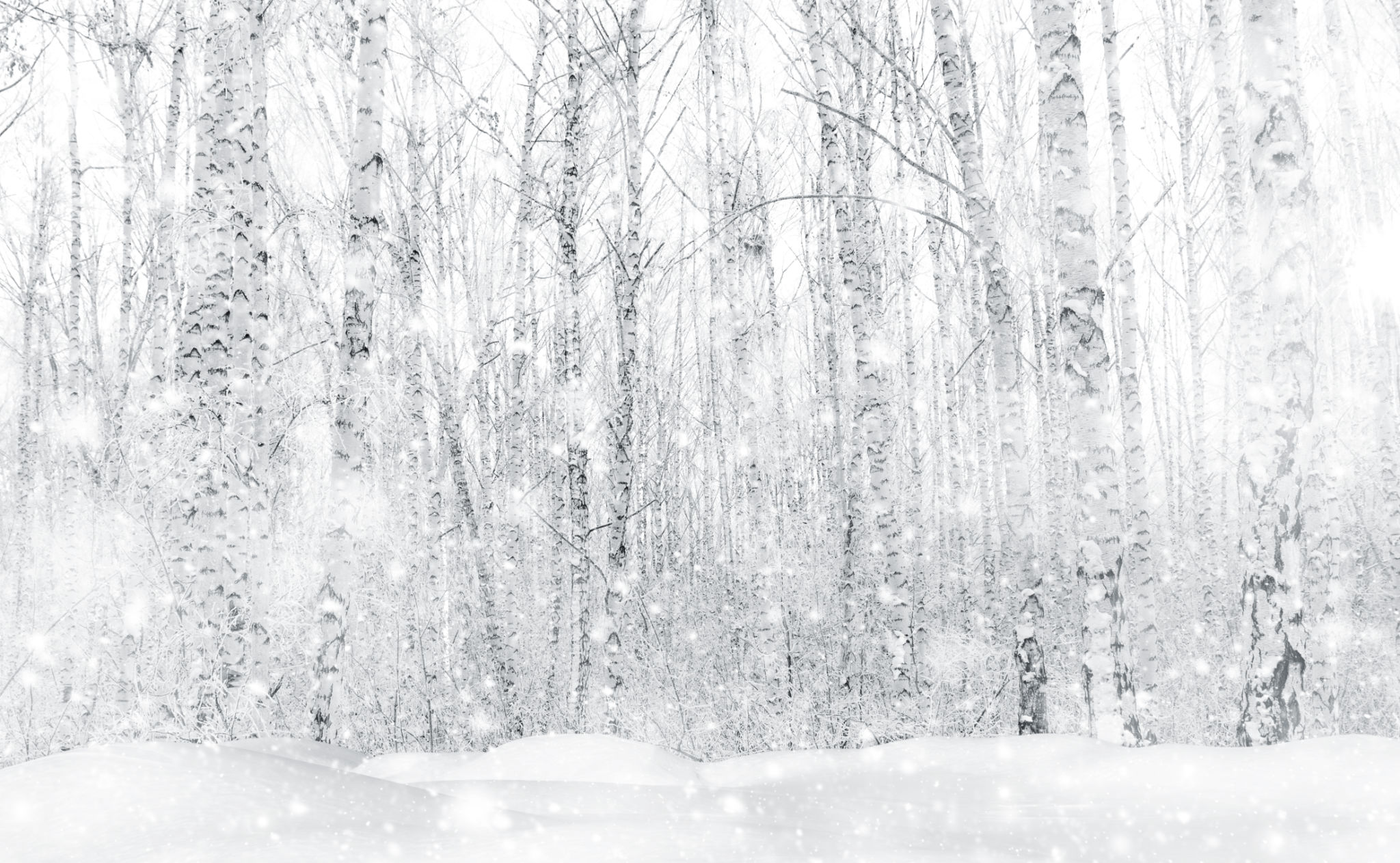 snow covered tree