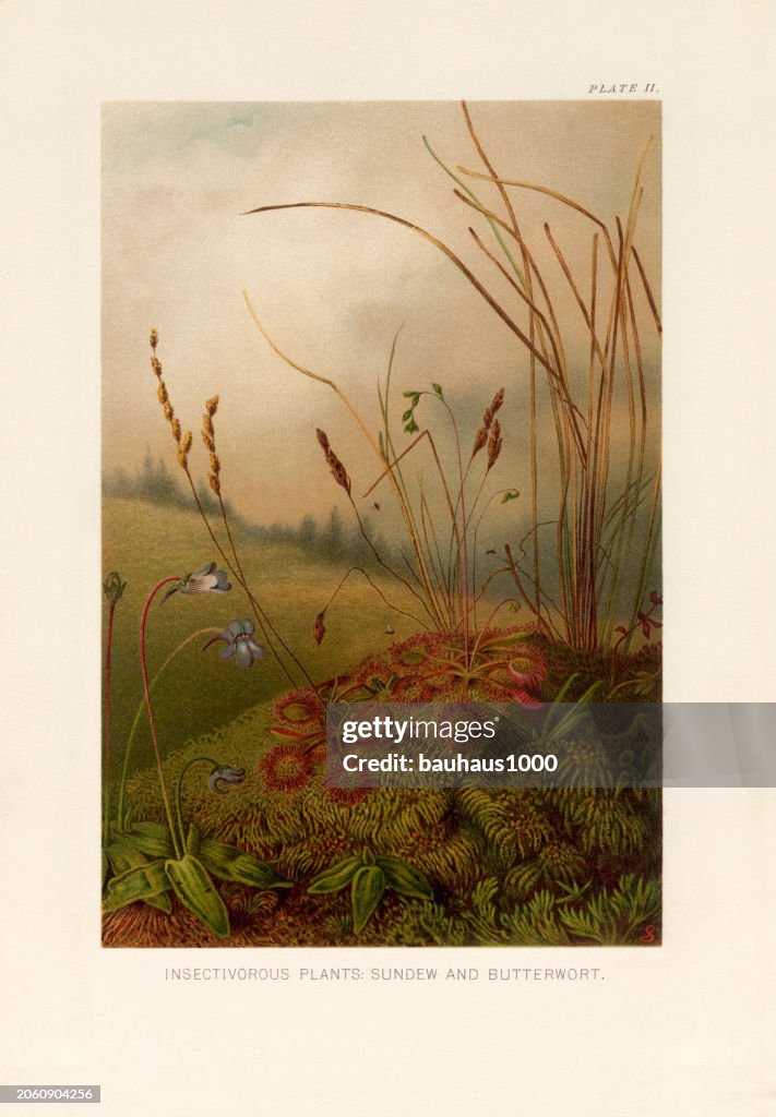 Natural History of Plants, Victorian Botanical Illustration, 1897
Insectivorous Plants Sundew and Butterwort