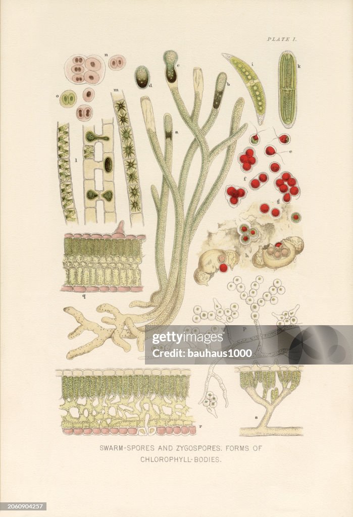Natural History of Plants, Victorian Botanical Illustration, 1897
Swarm-Spores and Zygospores and Forms of Chlorophyll Bodies