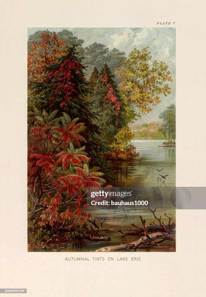 Natural History of Plants, Victorian Botanical Illustration, 1897
Autumn Tints on Lake Erie