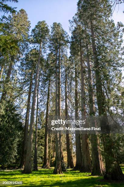 natural park of sequoiadendron giganteum - wellingtonia also known as giant sequoia or sierra redwood - sequoia stock pictures, royalty-free photos & images