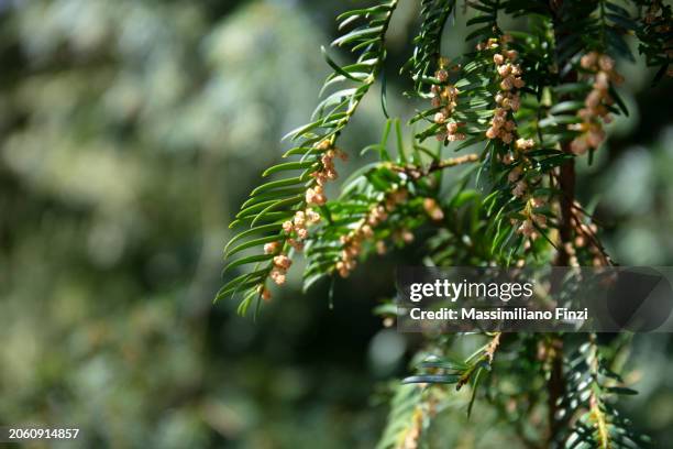 close-up of an evergreen branch in bloom of taxus baccata - common yew tree in spring. - yew stock pictures, royalty-free photos & images