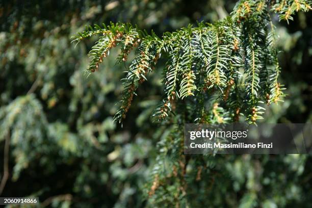 close-up of an evergreen branch in bloom of taxus baccata - common yew tree in spring. - yew stock pictures, royalty-free photos & images