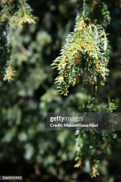 close-up of an evergreen branch in bloom of taxus baccata - common yew tree in spring. - yew stock pictures, royalty-free photos & images