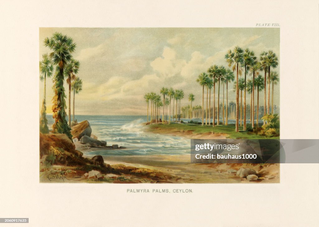 Natural History of Plants, Victorian Botanical Illustration, 1897Palmyra Palms in Ceylon