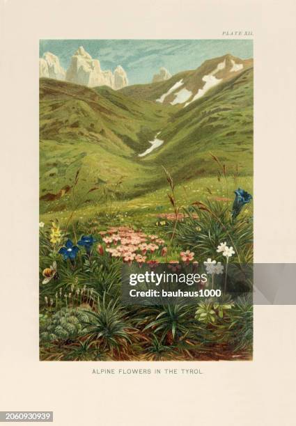 natural history of plants, victorian botanical illustration, 1897alpine flowers in the tyrol - flower field stock illustrations