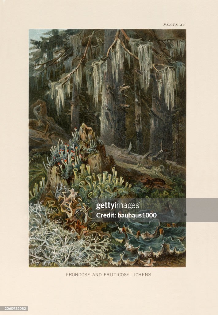 Natural History of Plants, Victorian Botanical Illustration, 1897
Frondose and Fruticose Lichens