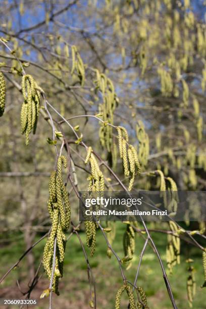 close-up of a birch tree branch in blossom with green grape of flower in spring - betula insignis - berk stockfoto's en -beelden