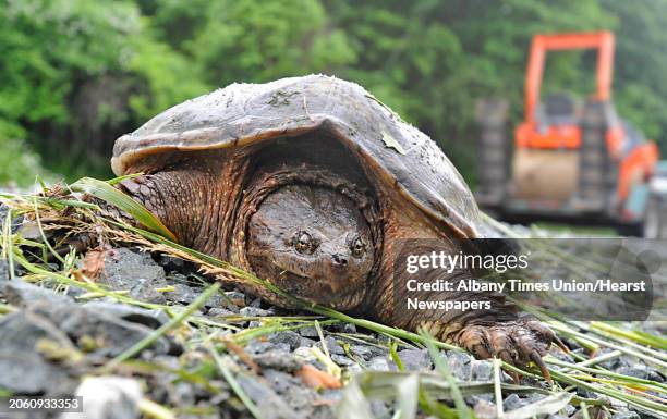 Snapping turtle decides against crossing Rt. 40 in Troy, N.Y. Thursday June 9, 2011.
