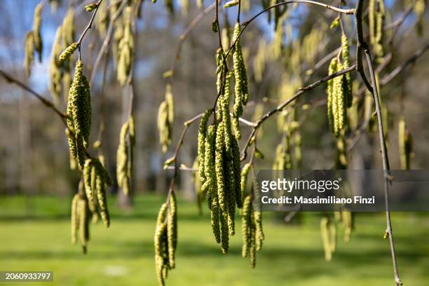 close-up of a birch tree branch in blossom with green grape of flower in spring - betula insignis - betula pendula stock pictures, royalty-free photos & images