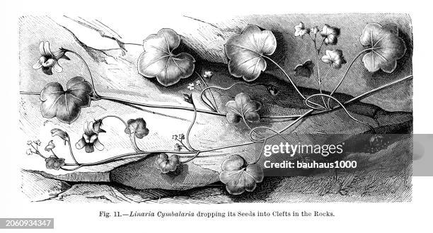 ilustrações, clipart, desenhos animados e ícones de história natural das plantas, ilustração botânica vitoriana, 1897
linaria cymbalaria soltando suas sementes - pintarroxo comum
