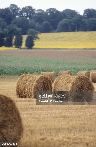 straw bales in a wheat field - agriculteur blé stock-fotos und bilder