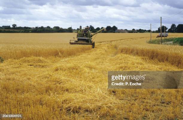 combine harvester in a wheat field - agriculteur blé stock-fotos und bilder