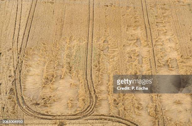 field of damaged wheat seen from the sky - agriculteur blé stock-fotos und bilder